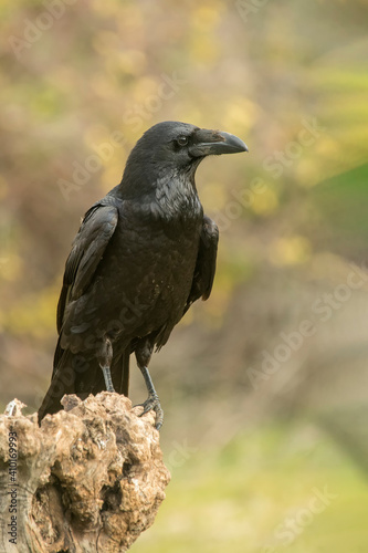 crow, the most intelligent bird, perched on a branch