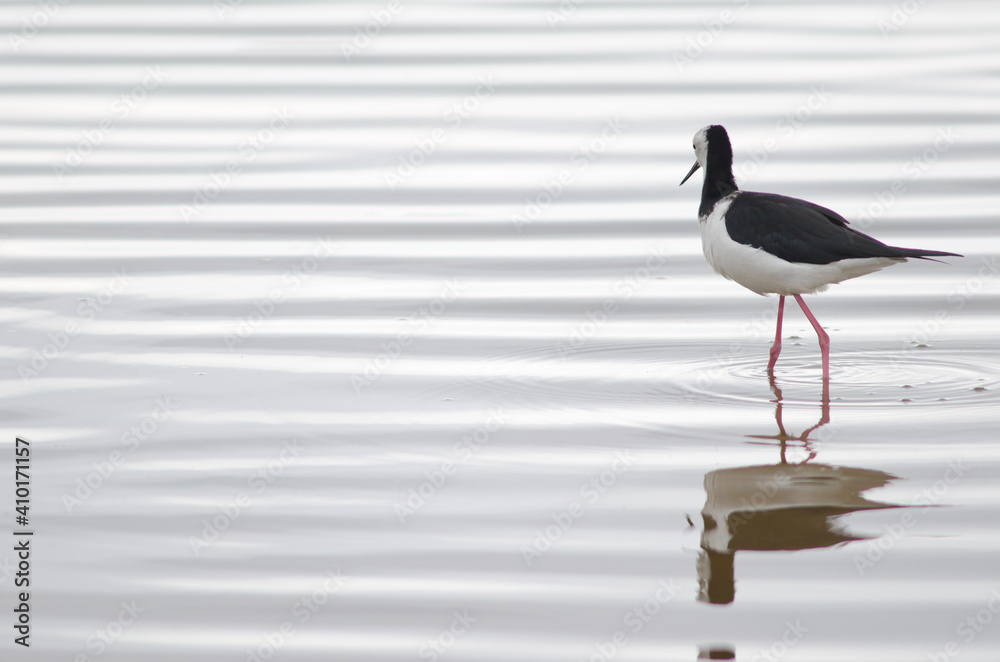 Obraz premium Pied stilt Himantopus leucocephalus. Hoopers Inlet. Otago Peninsula. Otago. South Island. New Zealand.