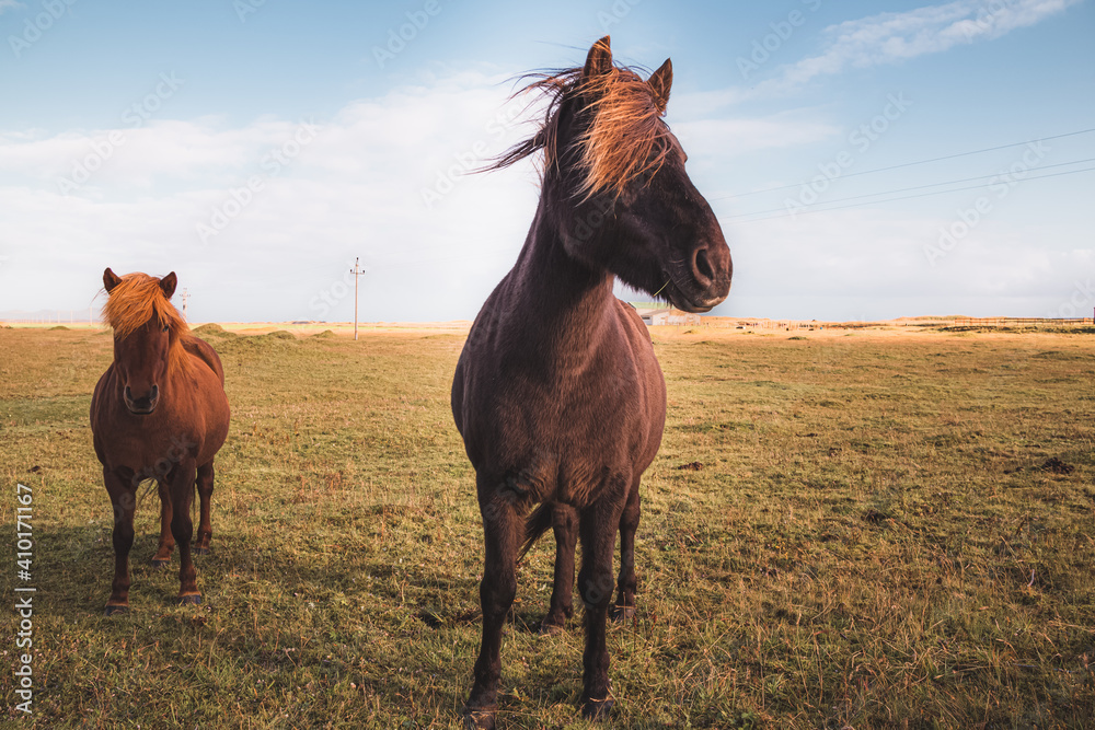 Icelandic horses (Equus ferus caballus) in Southern Iceland near the small town of Vik. Icelandic horses (Equus ferus caballus) in Southern Iceland near the small town of Vik.