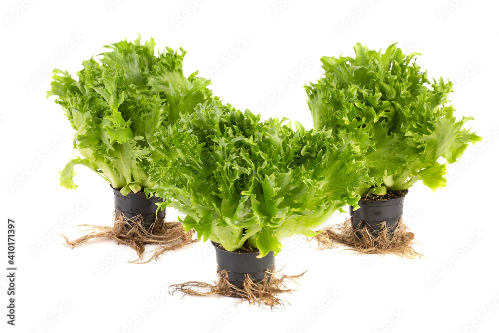 Fototapeta premium iceberg lettuce in the pot with the roots of white background. Side view, without shadow
