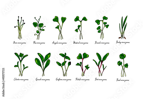 Set of hand drawn micro greens including sunflower, radish, beet, barley, cilantro, spinach, onion, peas, arugula, mustard, basil. 