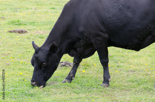Obraz na plátně Cow Bos primigenius taurus grazing