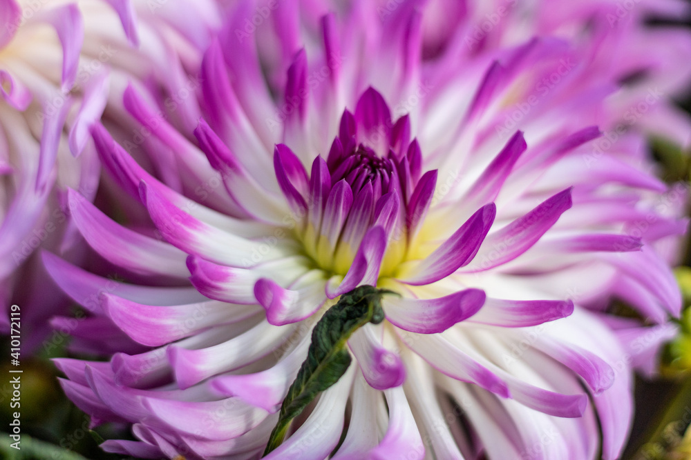 Multi - colored cactus dahlia close up in the October Morning.on the side.2020 Multi - colored cactus dahlia close up in the October Morning.on the side.2020