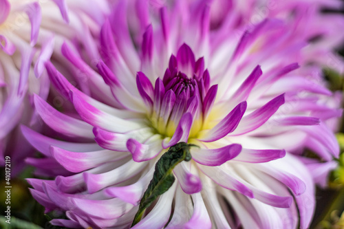 Multi - colored  cactus dahlia close up in the October Morning.on the side.2020