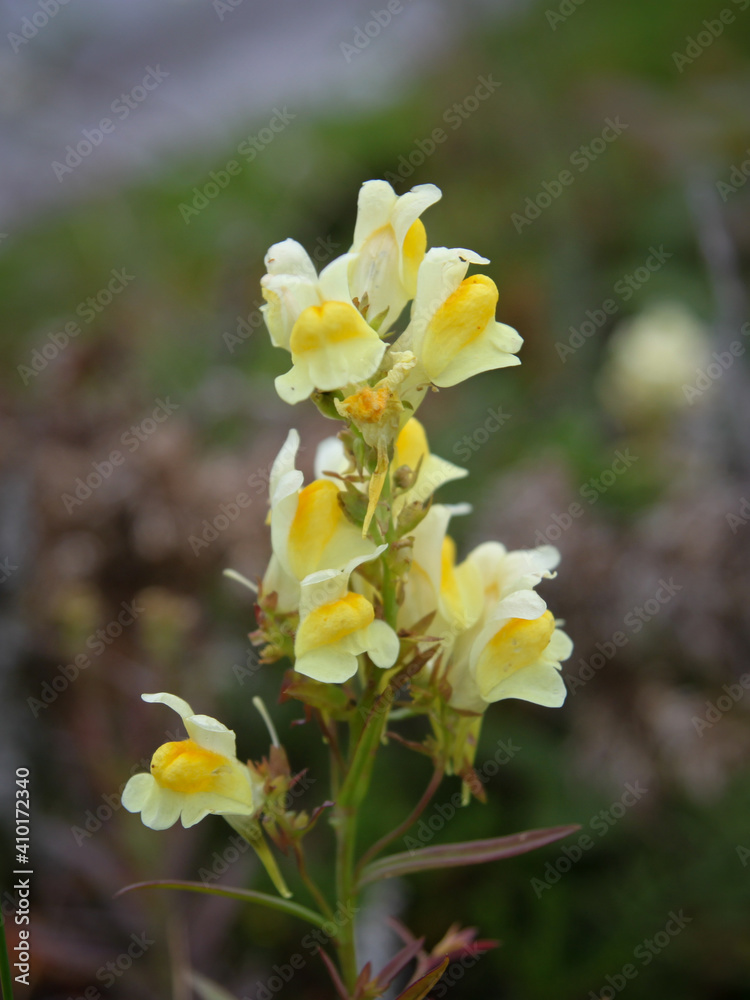 Close-up of small yellow flowers (linaria) on a green blurred background. Toadflax during flowering. Close-up of small yellow flowers (linaria) on a green blurred background. Toadflax during flowering.