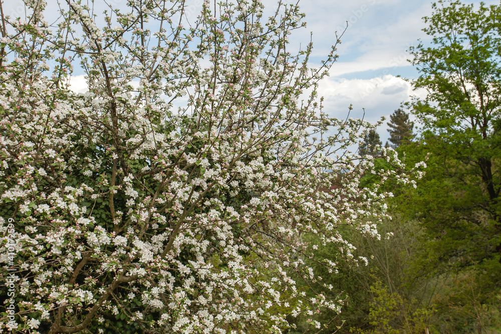 Blossoming apple tree