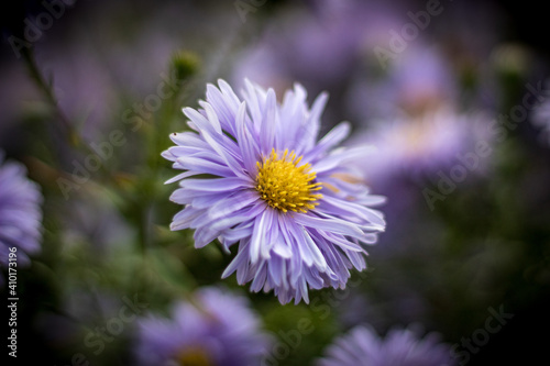 Purple aster novi-belgi close-up.Aster novi-belgii  Erfurt Bluht 