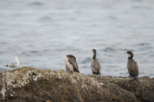 Juveniles spotted shags Phalacrocorax punctatus. Otago Peninsula. Otago. South Island. New Zealand. photo