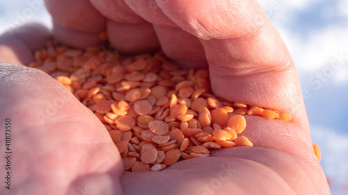 Cupped hand grabbing and squeezing a hand full of red lentils. Food and vegan friendly concept.