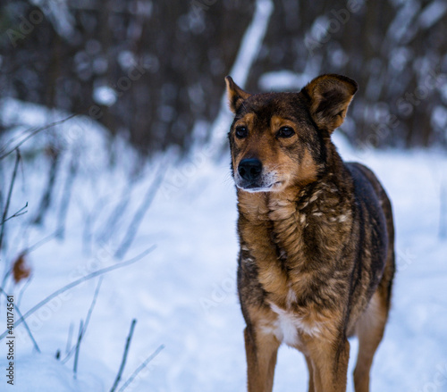 portrait of the  dog in winter forest