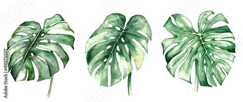 Watercolor monstera tropical leaves illustration
