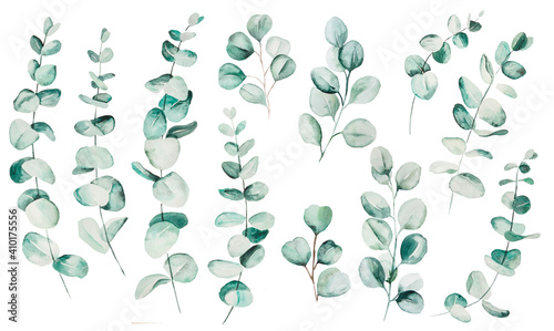 Watercolor eucaliptus leaves set illustration