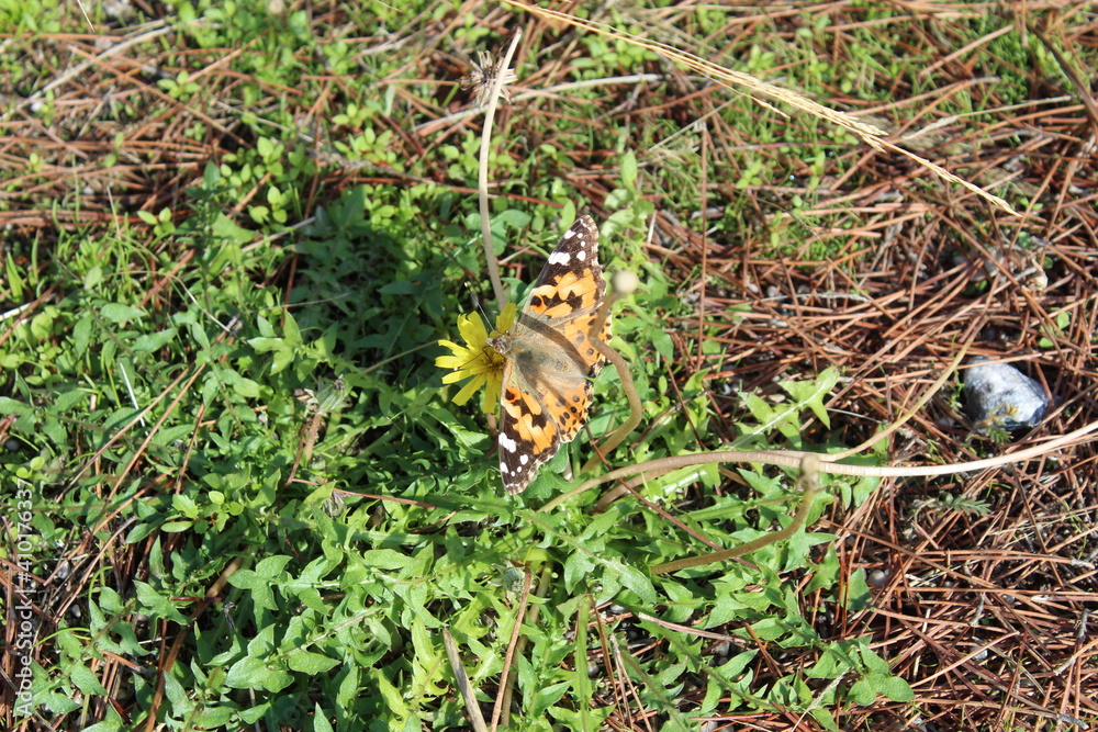 butterfly on leaf butterfly on leaf