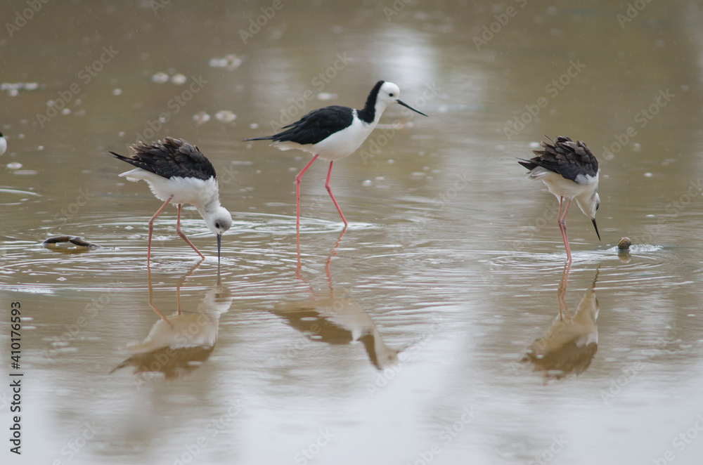 Obraz premium Pied stilts Himantopus leucocephalus. Two juveniles and one adult. Hoopers Inlet. Otago Peninsula. Otago. South Island. New Zealand.