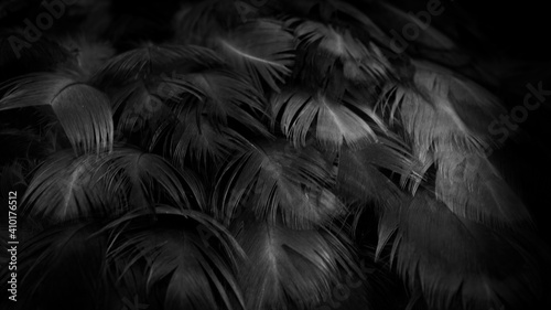 macro photo of black hen feathers. violet background © Krzysztof Bubel