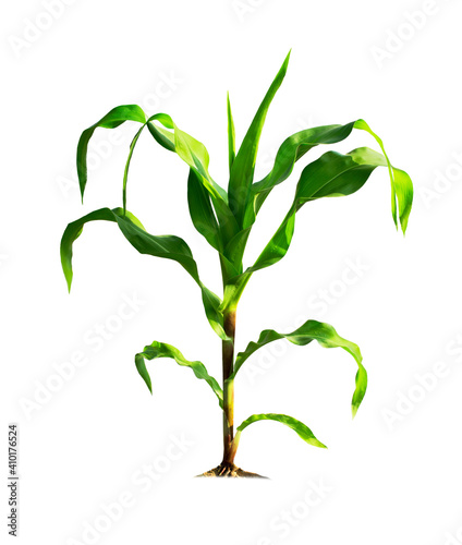 Fotografija Corn plant isolated on a white background with clipping paths for garden design