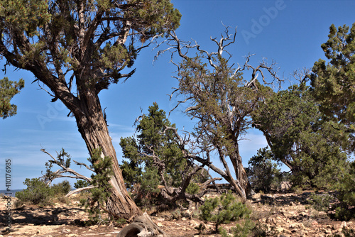 Some of the 19 tree species in the Grand Canyon include the ponderosa pine, Utah juniper, alligator juniper, Colorado pinyon.