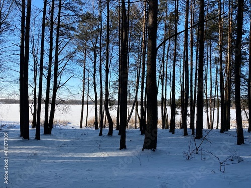 Las sosnowy  zasypany śniegiem w okolicach Włodawy Polska śnieg zasypał drogę polną słoneczny dzięń błękit nieba