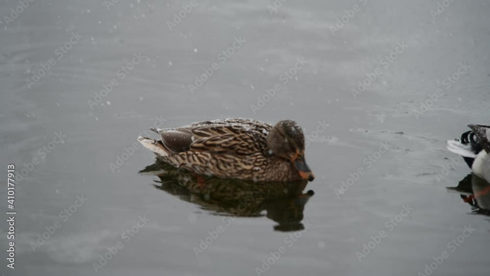 Duck fly nature spring water life lake cold landing reflection Duck fly nature spring water life lake cold landing reflection