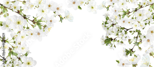 Amazing spring blossom. Tree branches with beautiful flowers on white background, banner design