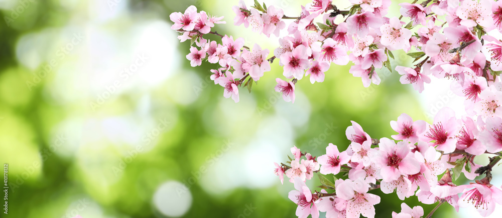 Amazing spring blossom. Tree branches with beautiful flowers outdoors, banner design Amazing spring blossom. Tree branches with beautiful flowers outdoors, banner design