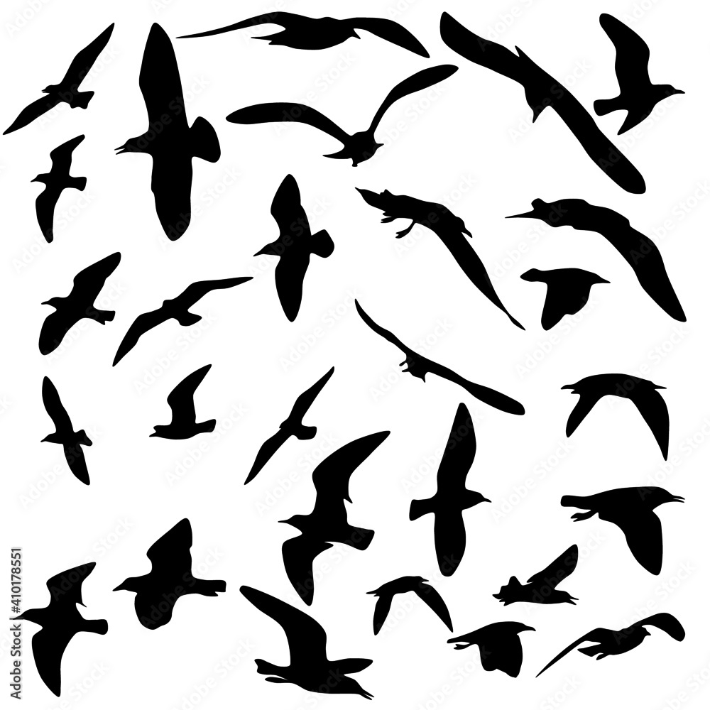 Silhouette of birds in various flying motion