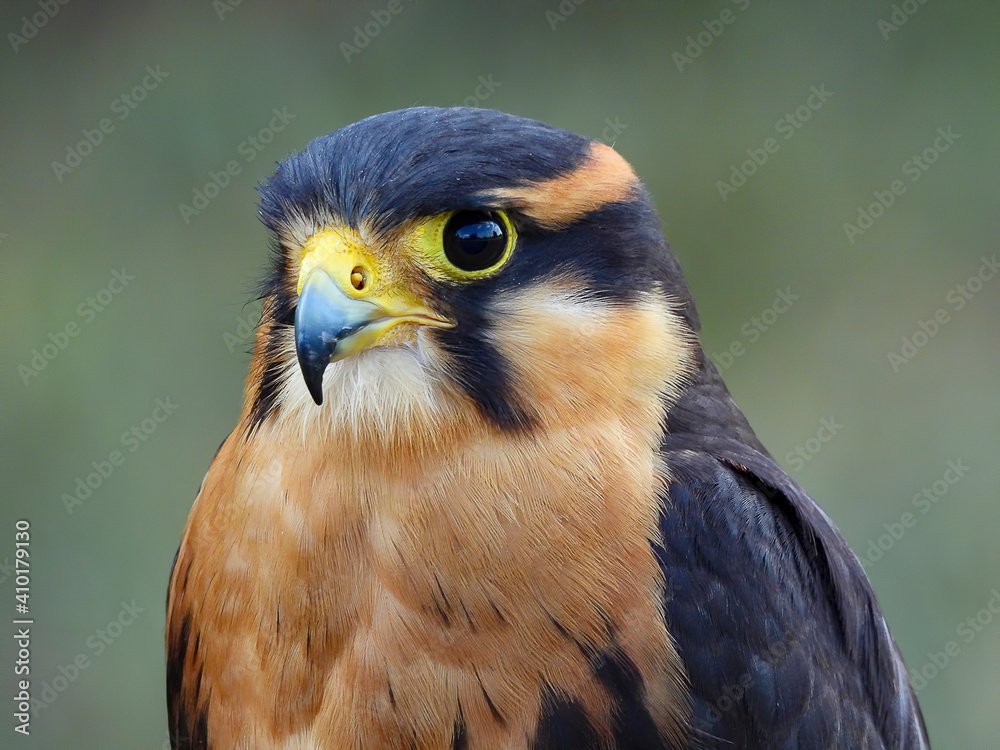 Fototapeta premium close up of a falcon