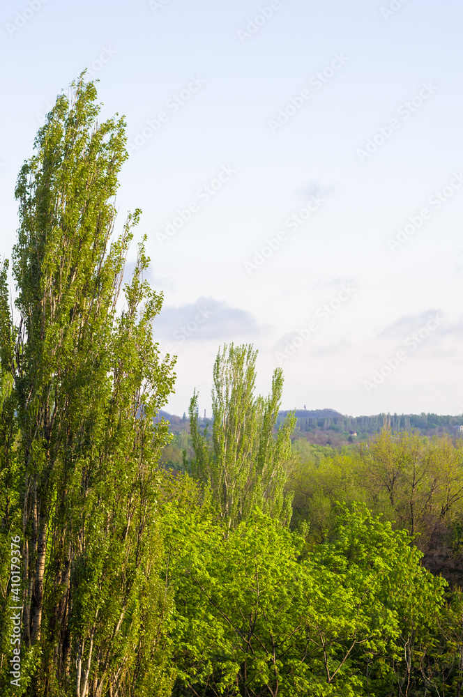 Obraz premium Spring landscape - bright green trees with young foliage on a bright warm sunny day in early spring.