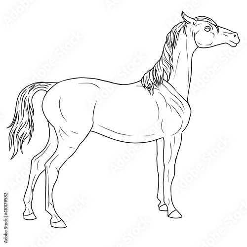 muscular house horse linear drawing. animal in motion picture. design of a booklet  flyer  invitation to an exhibition of animals  riding horses. template  clipart  doodle for antistress coloring book