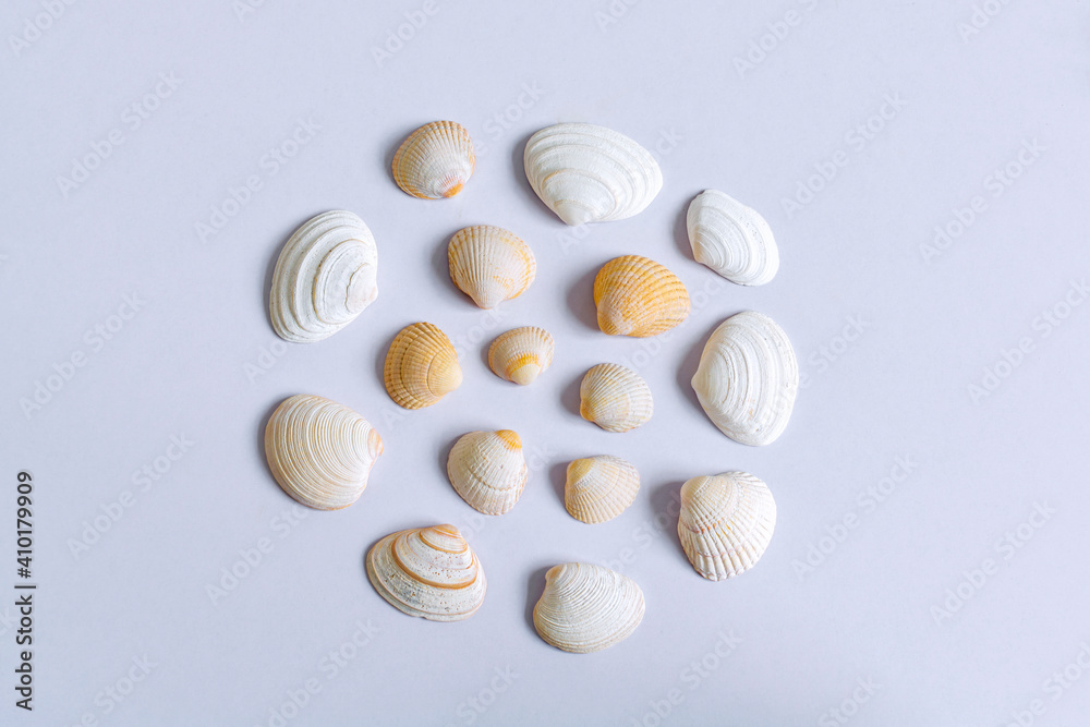 Group of seashells on white table in nice composition shot with natural sidelights 1