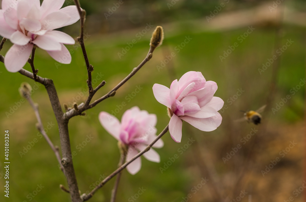 Obraz premium magnolia blossom spring garden. beautiful flowers, spring background pink flowers. magnoli. tender pink flowers. warm april weather