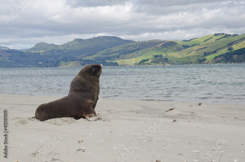 New Zealand sea lion Phocarctos hookeri on a beach. Te Rauone. Otago Peninsula. Otago. South Island. New Zealand.