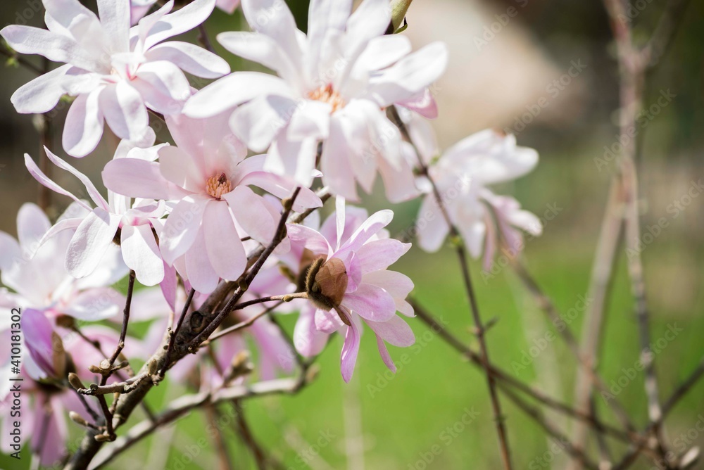 magnolia blossom spring garden. beautiful flowers, spring background pink flowers. magnoli. tender pink flowers. warm april weather magnolia blossom spring garden. beautiful flowers, spring background pink flowers. magnoli. tender pink flowers. warm april weather