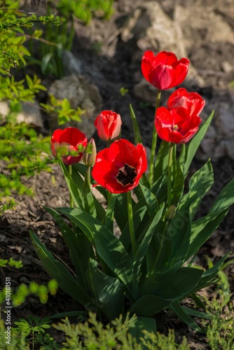 A bouque tulips. A gift to a woman's. Holiday or birthday panoramic background with tulip flowerbed, red, yellow, flower garden