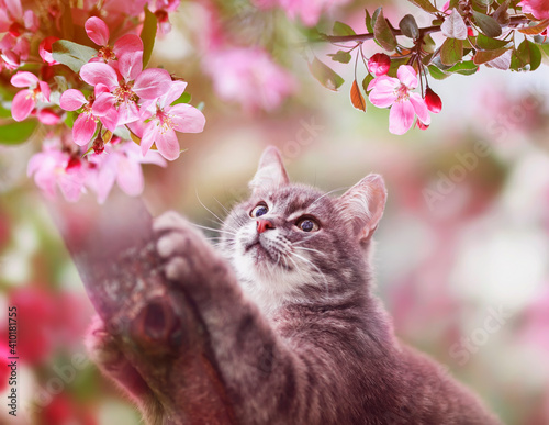 cute striped kitten climbed on the apple tree with pink flowers in the spring garden