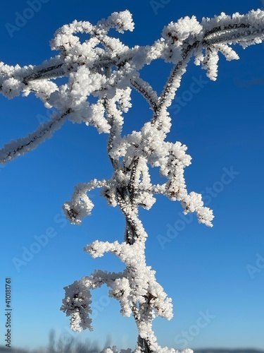 snow covered branches