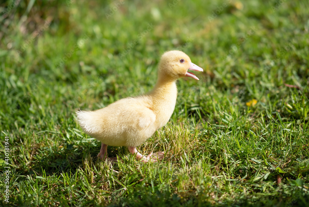 Cute small fluffy duckling outdoor. Yellow baby duck bird on spring green grass discovers life. Organic farming, animal rights, back to nature concept. Cute small fluffy duckling outdoor. Yellow baby duck bird on spring green grass discovers life. Organic farming, animal rights, back to nature concept.