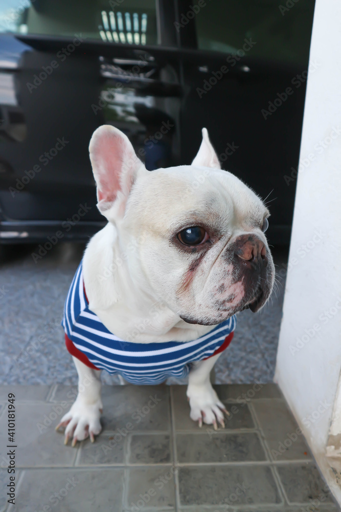 dog, french bulldog or white french bulldog