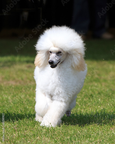 Miniature Poodle