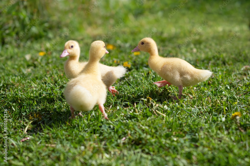 Three small fluffy ducklings outdoor. Yellow baby duck birds on spring green grass discovers life. Organic farming, animal rights, back to nature concept.