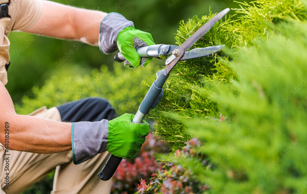 Obraz premium Gardener Trimming Plants Using Garden Scissors