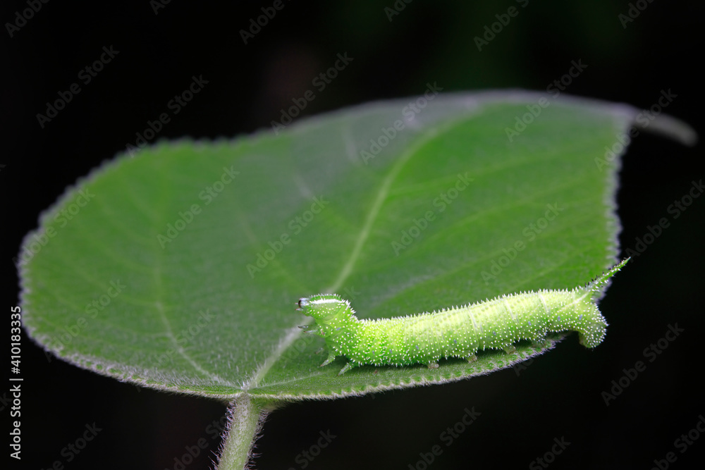 Moth larvae live on wild plants in North China