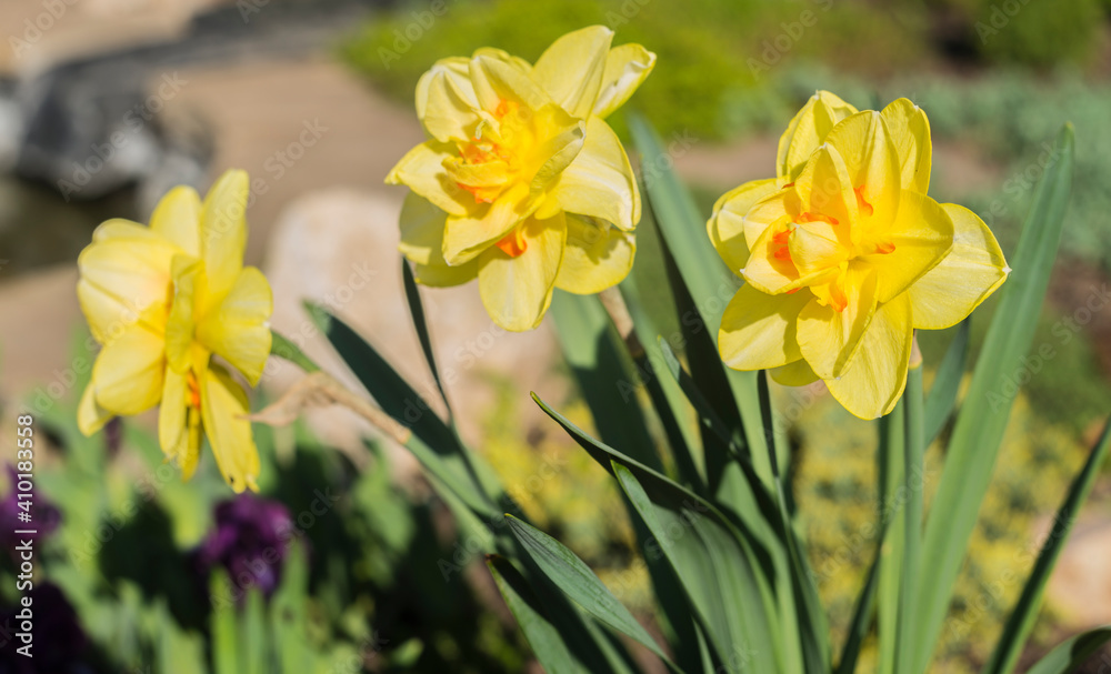 Yellow daffodils. flower blooms in spring in the garden. Yellow flowers at field close up, flower background photography. Yellow daffodils. flower blooms in spring in the garden. Yellow flowers at field close up, flower background photography.