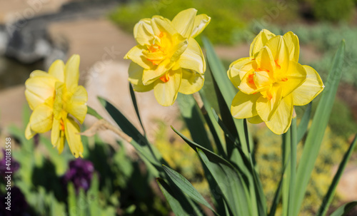 Yellow daffodils. flower blooms in spring in the garden. Yellow flowers at field close up  flower background photography.