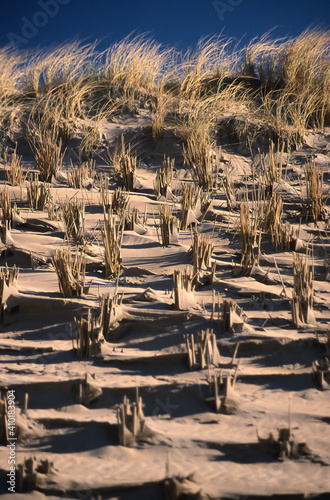 Dunes with beach grass