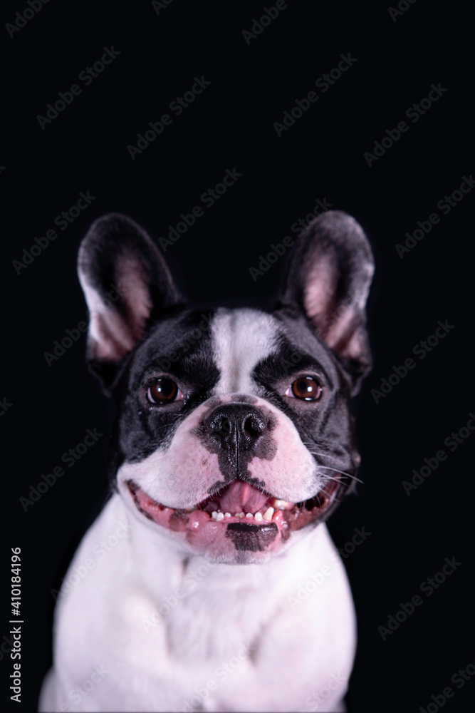 Beautiful black and white french bulldog smiling and posing. Dog portrait