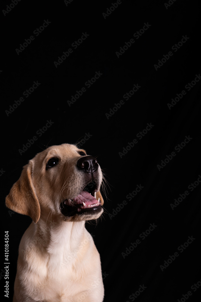 Baby labrador barking and looking up with his beautiful eyes, Portrait of a dog on black background