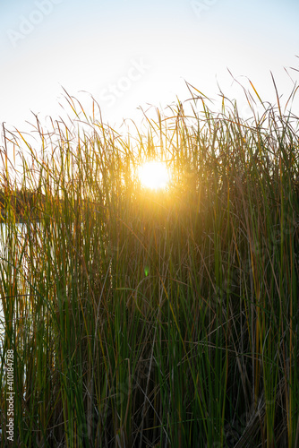 Golden wheat close up on the lake beautiful nature sunrise landscape with blue sky on the background