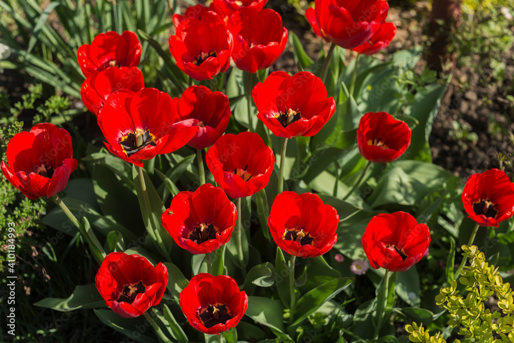 A bouque tulips. A gift to a woman's. Holiday or birthday panoramic background with tulip flowerbed, red, yellow, flower garden