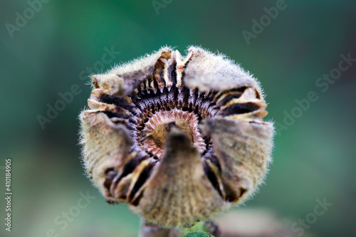 Close up of hollyhock seeds, North China © zhang yongxin